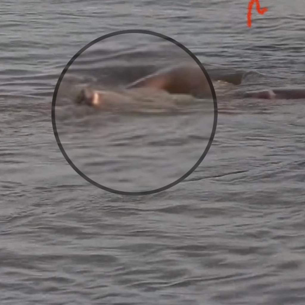 VIDEO: Nog geen duidelijkheid rond vermeend lichaam in Corantijnrivier
