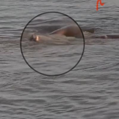 VIDEO: Nog geen duidelijkheid rond vermeend lichaam in Corantijnrivier