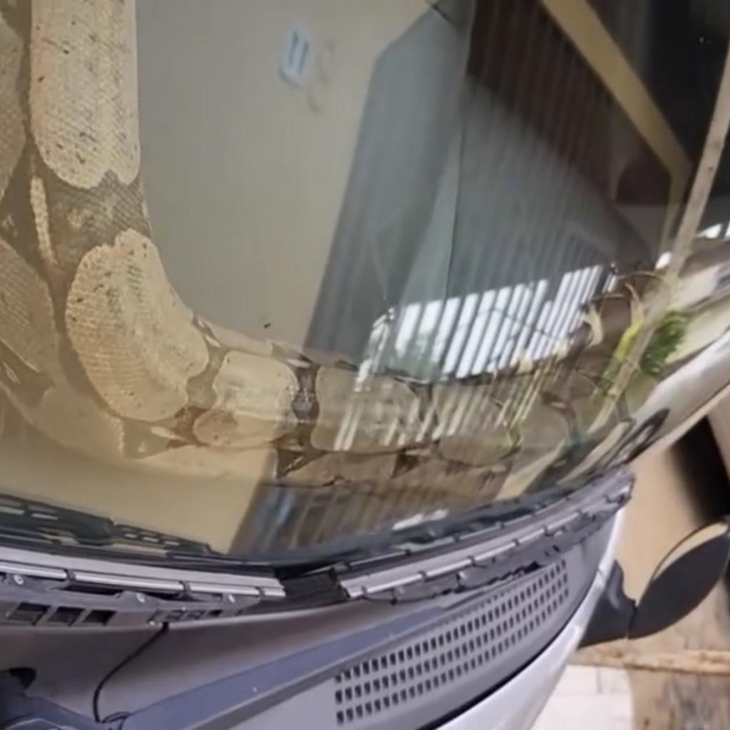 Video - Man staat voor de schrik van zijn leven; Gevaarlijke slang op auto dashboard
