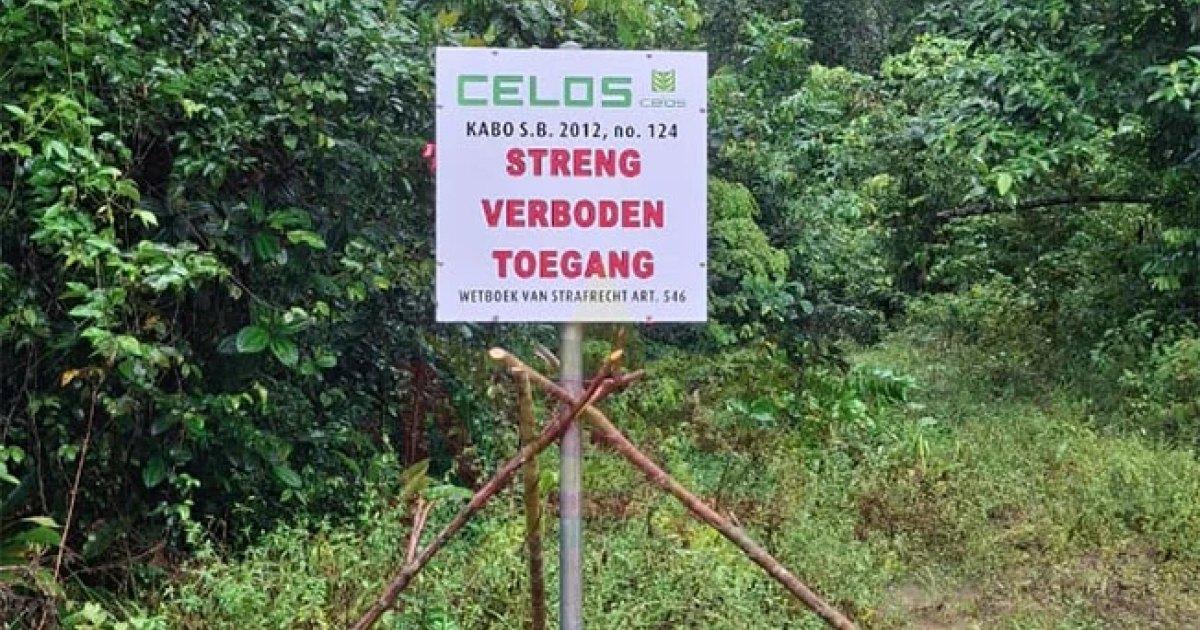 Zorgen over ontbossing en wegaanleg in wetenschappelijk bosgebied Kabo