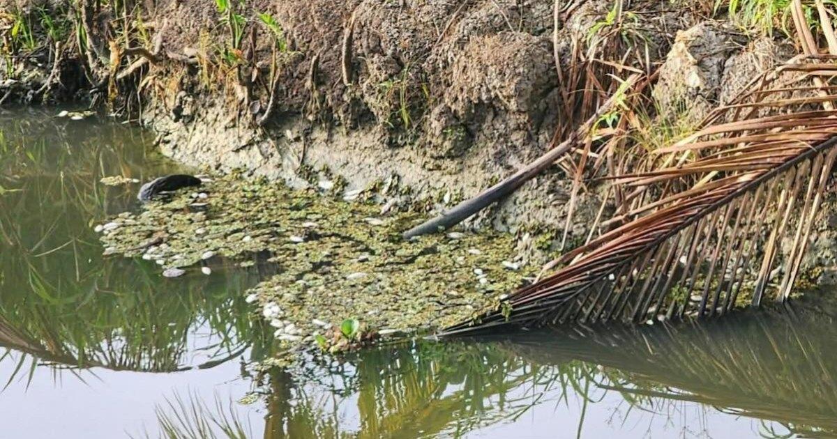 Dode vissen aangetroffen in Saramaccaans gebied Creola