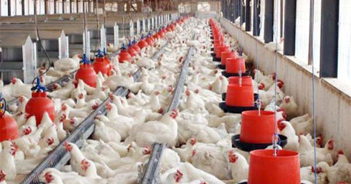 Ministerie van LVV houdt toezicht op H5-vogelgriep en handhaaft maatregelen