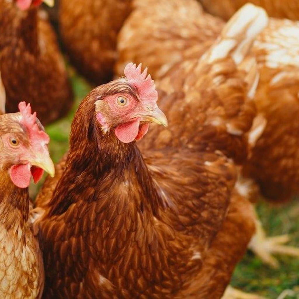 Geen aanwijzingen voor verdere verspreiding van H5-vogelgriep