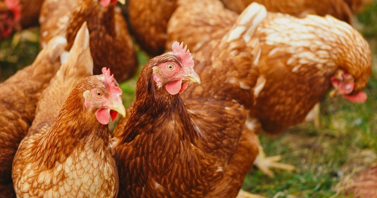Geen aanwijzingen voor verdere verspreiding van H5-vogelgriep