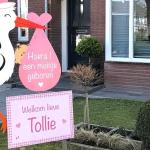 'Pas geborene in NL, Hoe groot gaat onze Tollie worden? Hoe lang? Hoe dik? Zo ...'